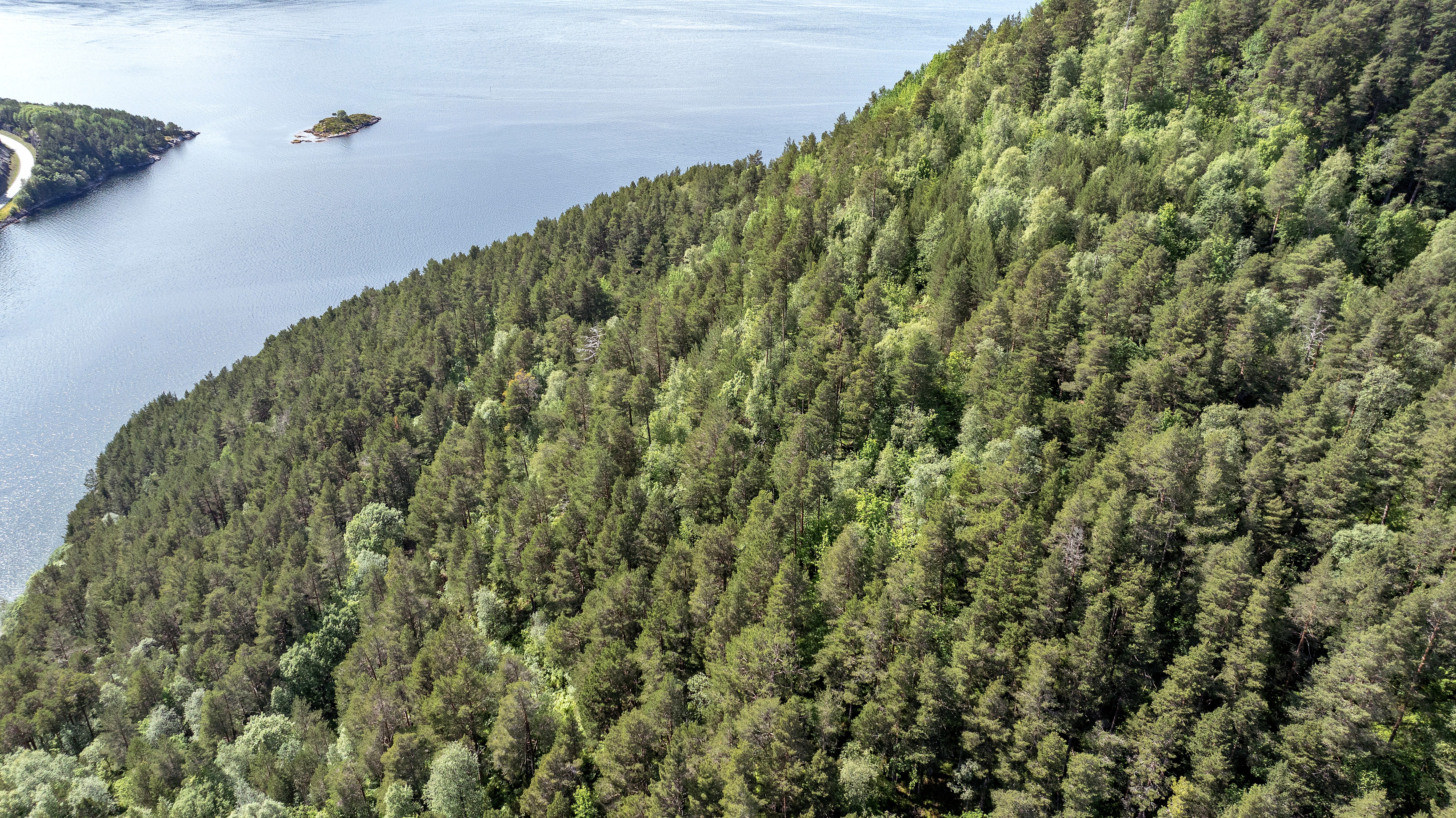 Ei fjellside som går ned mot sjøen. Fjellsida er dekt av grøn skog.