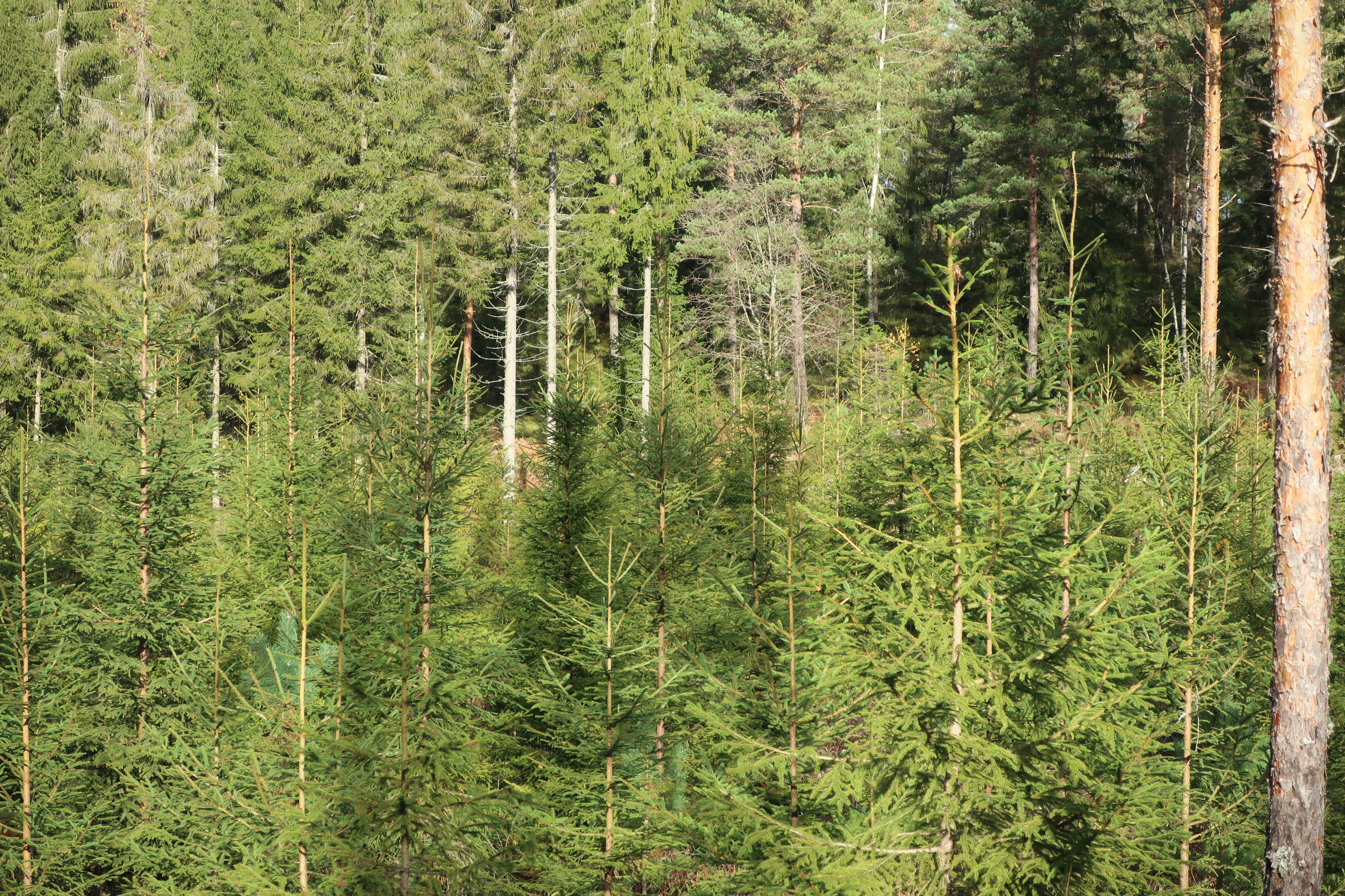 Granskog