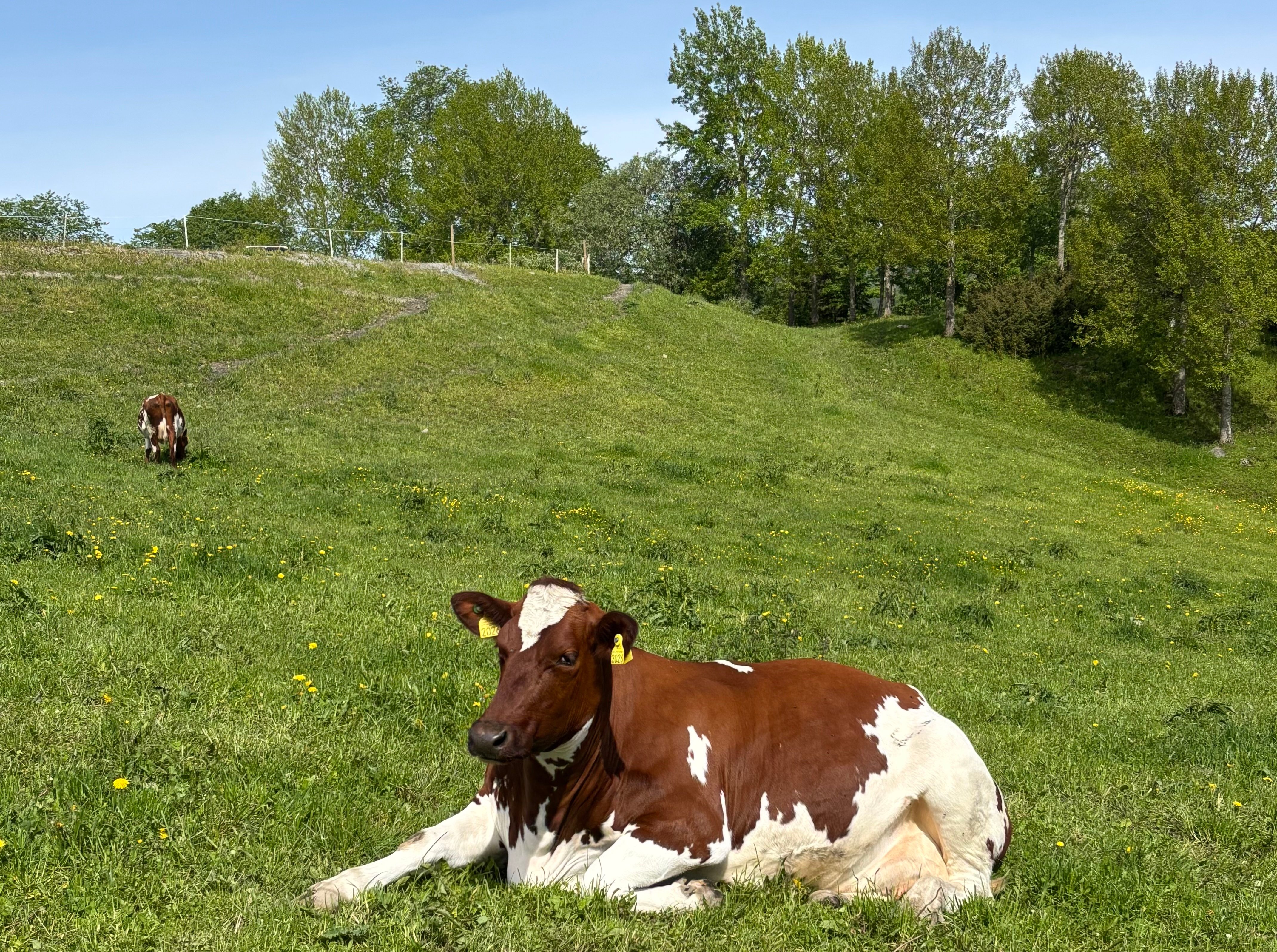 Ku som ligger i grønt gress i pent sommervær.