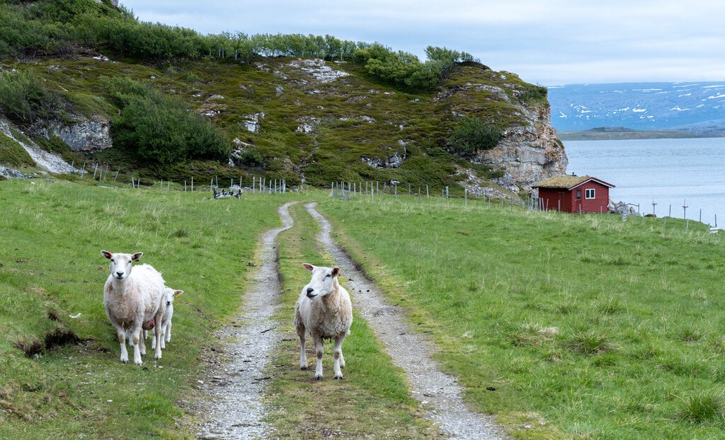 Husdyr på sommerbeite er ekstra utsatt for rovvilt. Foto: Jan Harald Tomassen/Statsforvalteren i Troms og Finnmark. To sauer på innmark med uthus i bakgrunnen