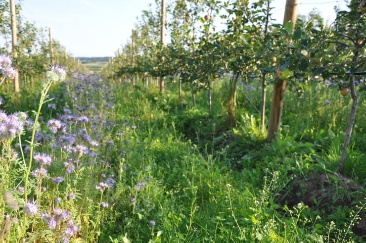 Blomsterstripe i frukthage