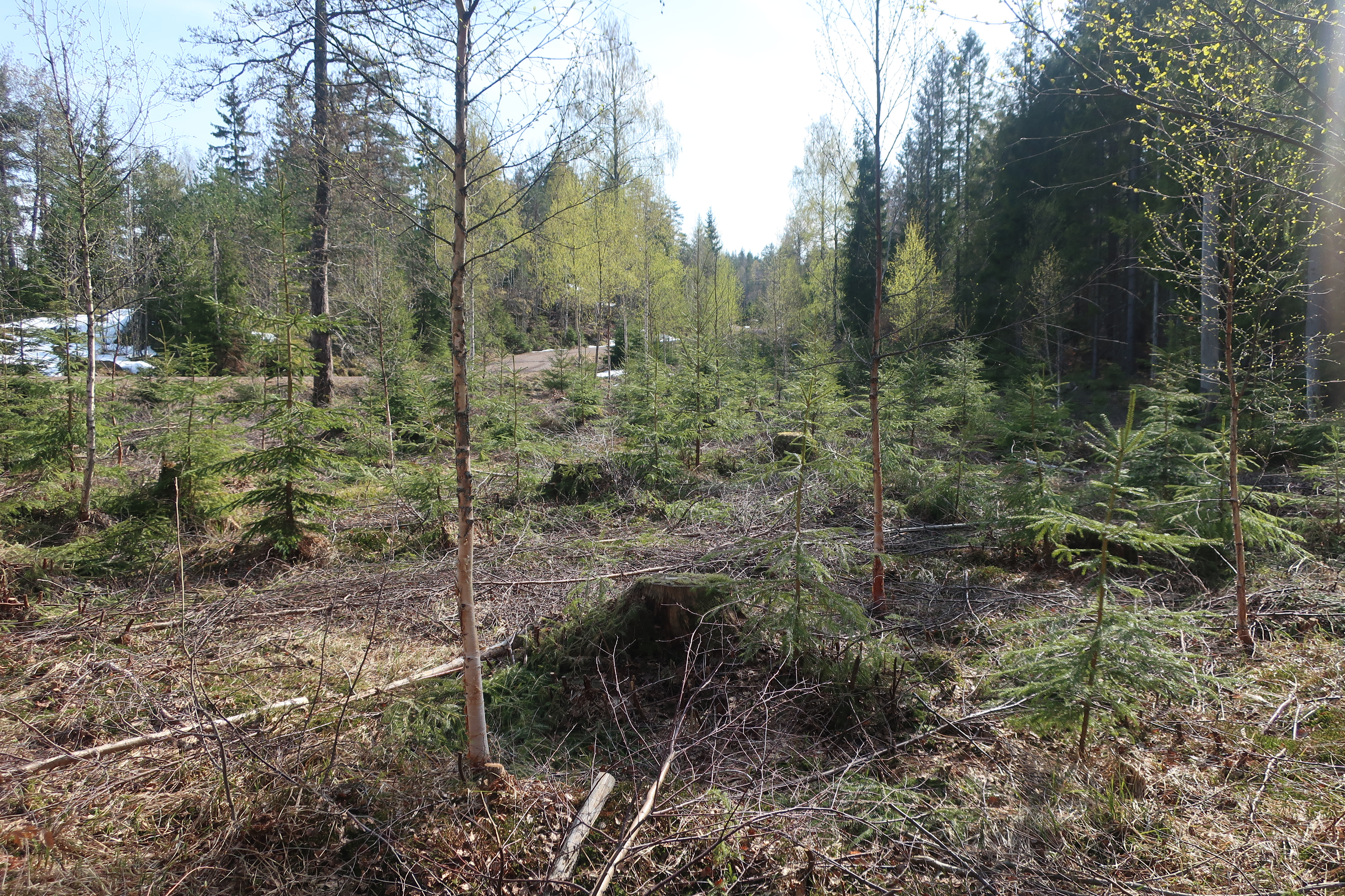 Skog der det er gjort ungskogpleie