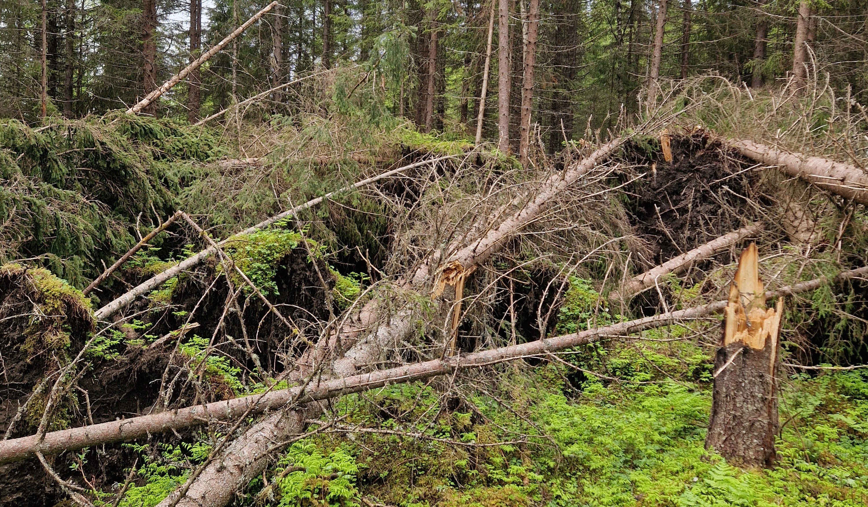 Stormskadet skog Foto: Rune Saursaunet