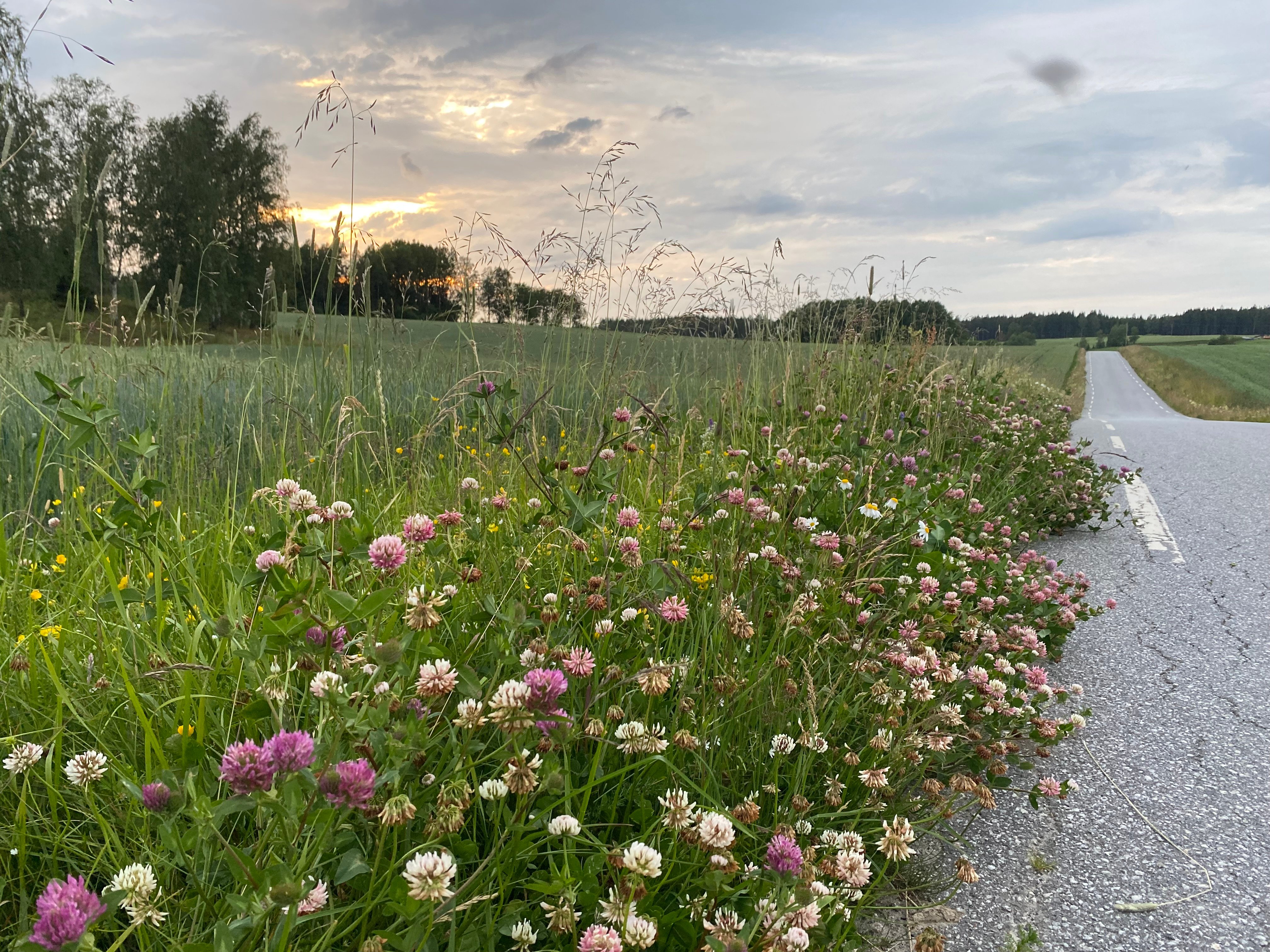 Blomster i veikant