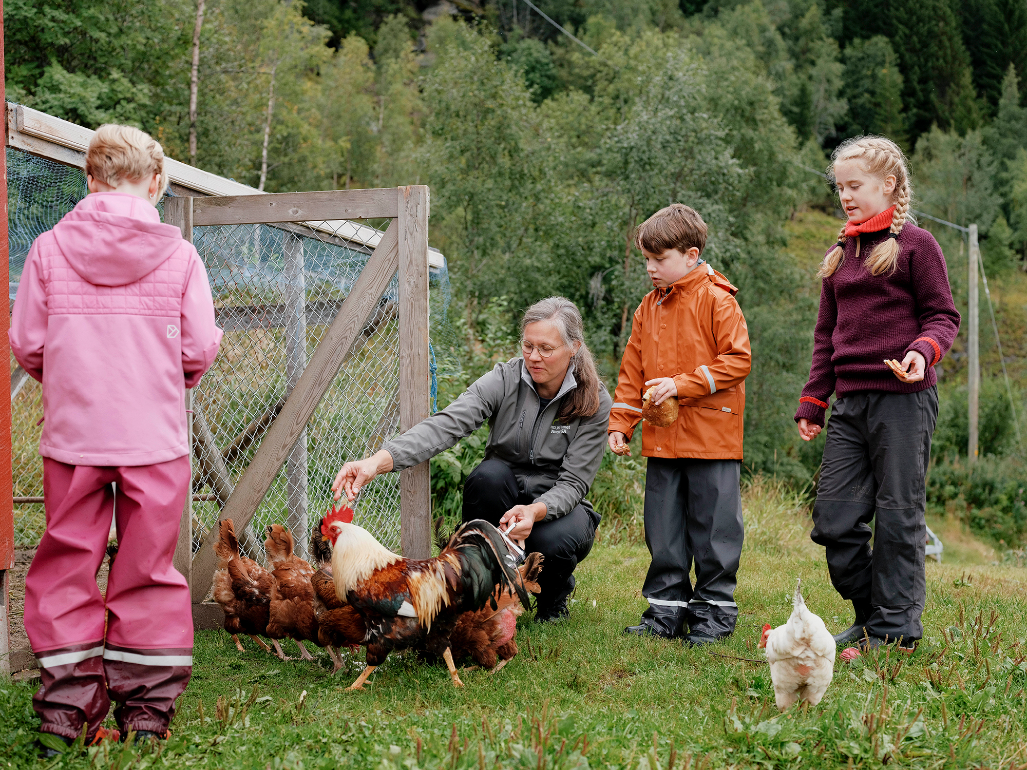 Barn og en voksen står i gresset og mater høner ved et gjerde.
