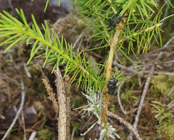 I mange nyplantingar er gransnutebillen ein stort problem, fordi dei et opp borken på små planter. Foto: Odd Løset