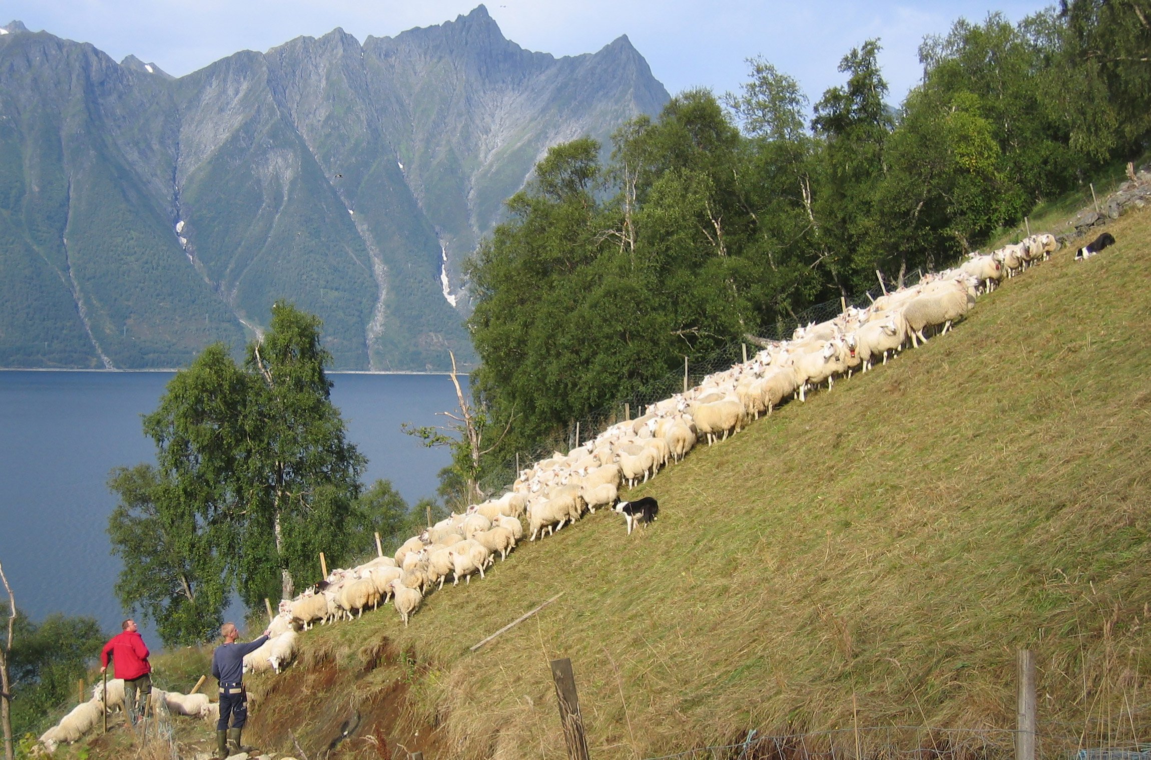 Sauesanking på Trandal.