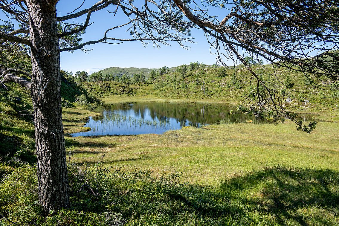 Stille tjern ei myrlandskap omgitt av furutre med blå himmel som speilar seg i vassflata.