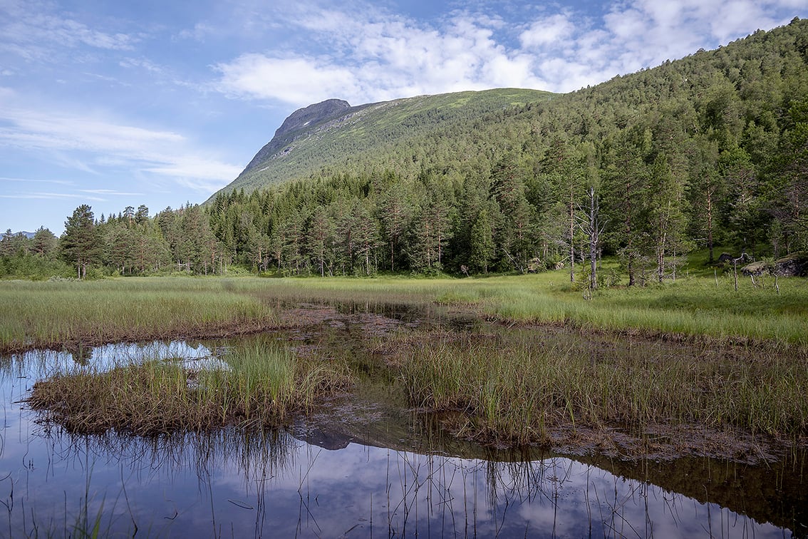 Myrområde med tjern omgitt av siv og tett skog med fjell i bakgrunnen.