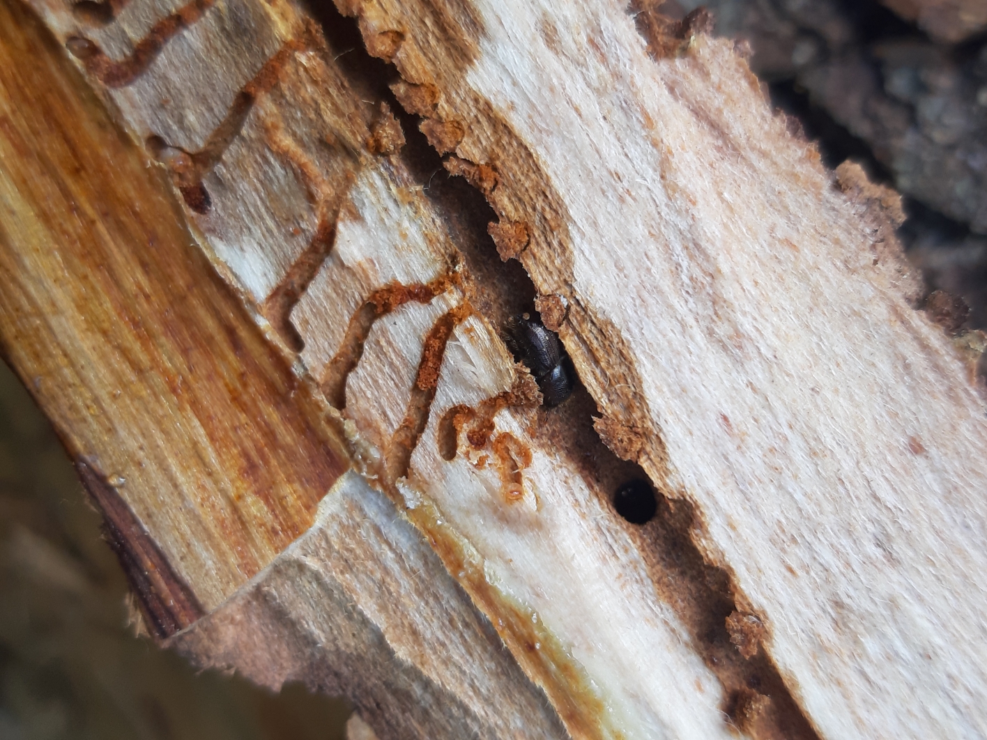 Granbarkbille og larveganger