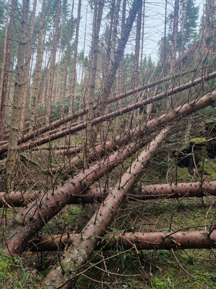 Stormfelt granskog i Tingvoll. Foto: Statsforvaltaren i Møre og Romsdal v/Åsmund Asper