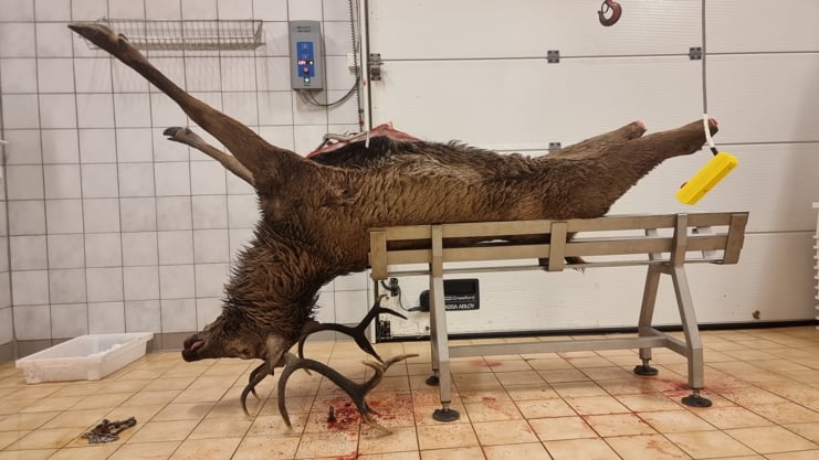 Hjorteslakt, vilthandsamingsanlegg