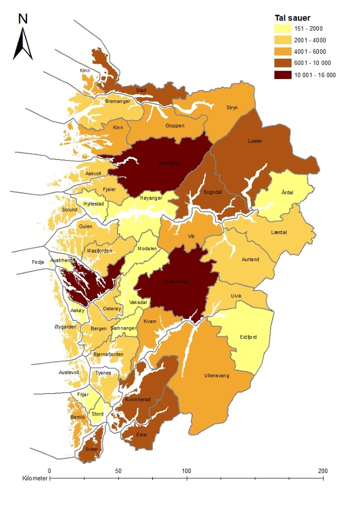 Illustrasjon 1. Sau i kommunanen i Vestland. Kjelde: Fylkesmannen i Vestland. 