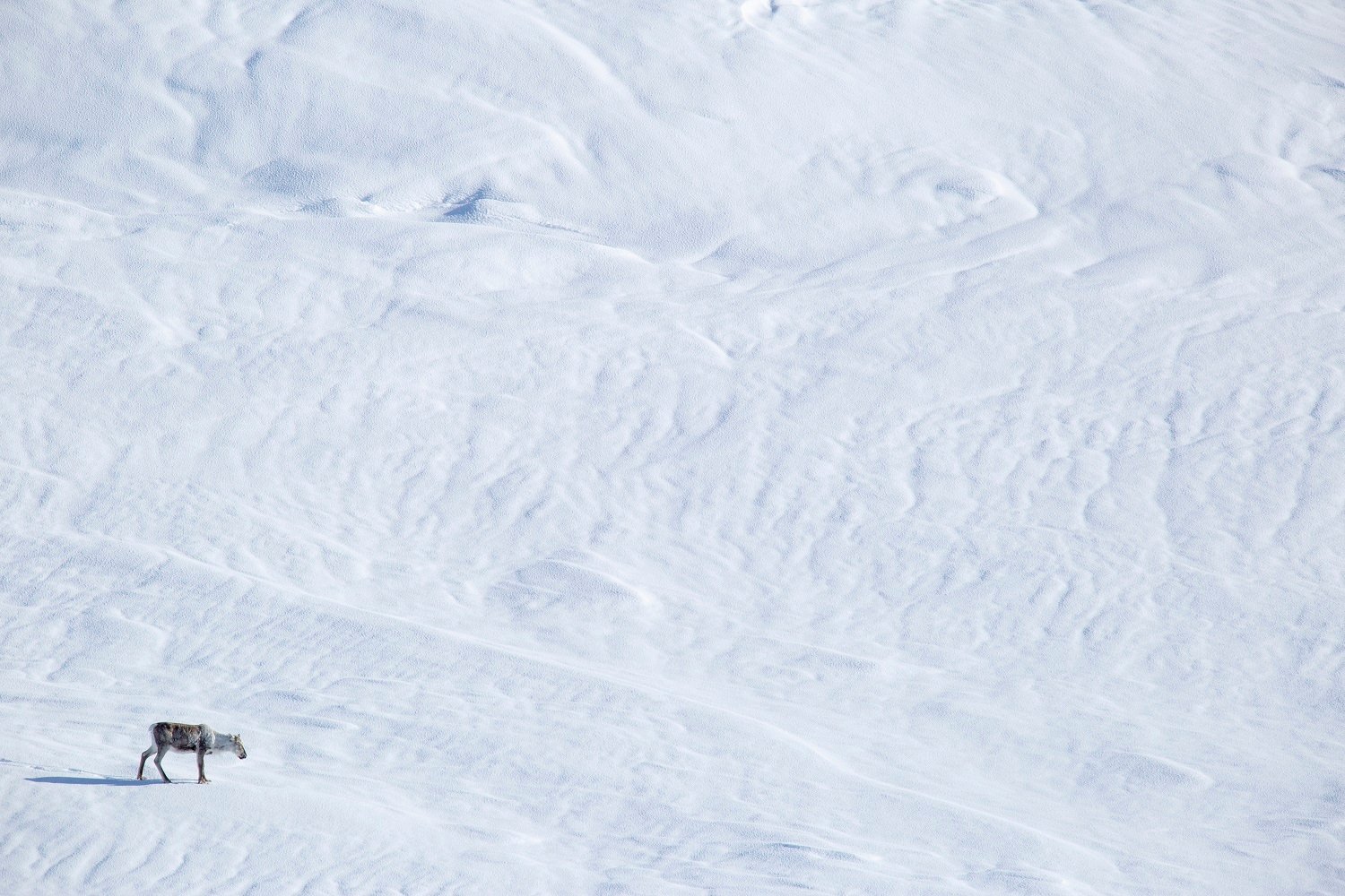Foto: Anders Mossing. Snø og villrein