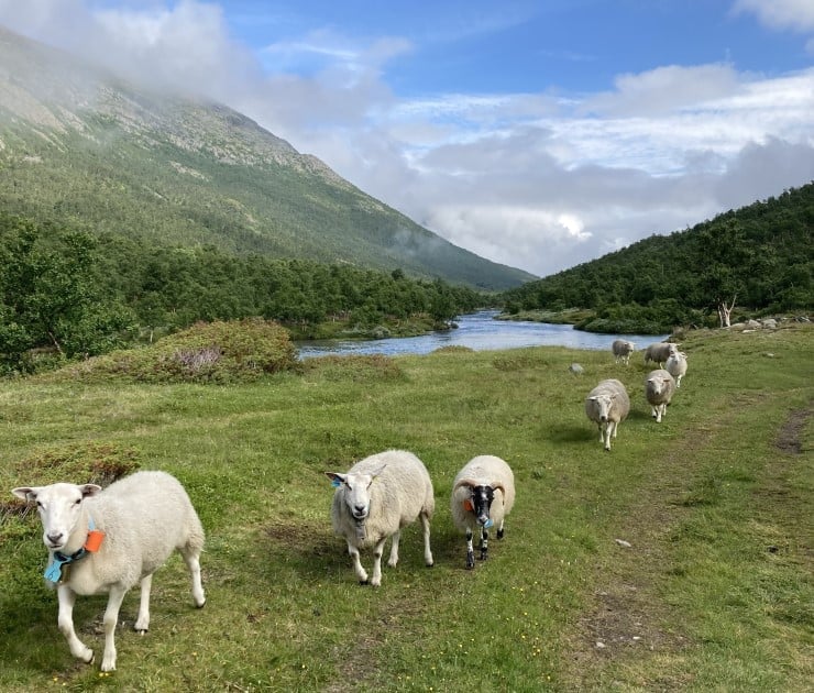 Sauer som går i fjellet.