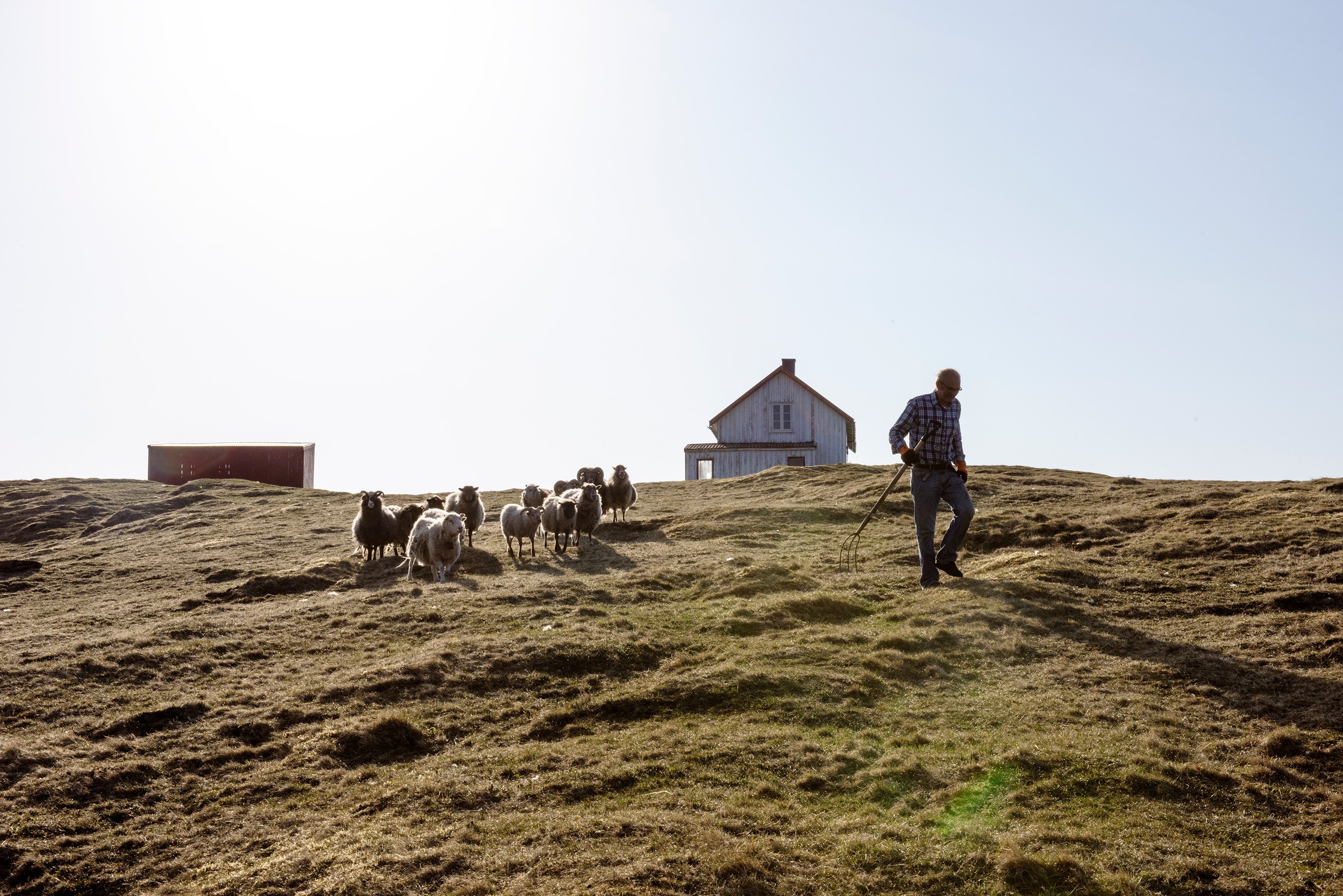 En person med en høygaffel går over en slette med en flokk sauer bak seg.