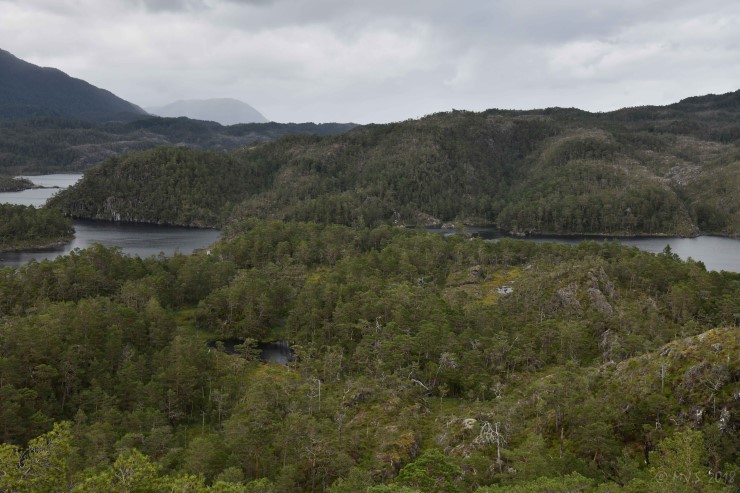 Skogparti frå Austefjorden og Blånuten. Området grensar til Geitaknottane naturreservat som ligg på andre sida av Hatlesteinsvatnet på biletet. Foto: Magnus Johan Steinsvåg ©