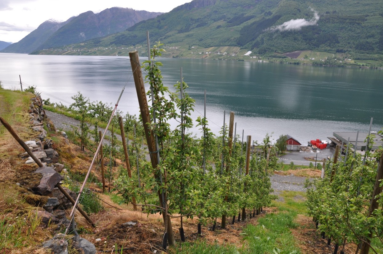 Landskap med fjord