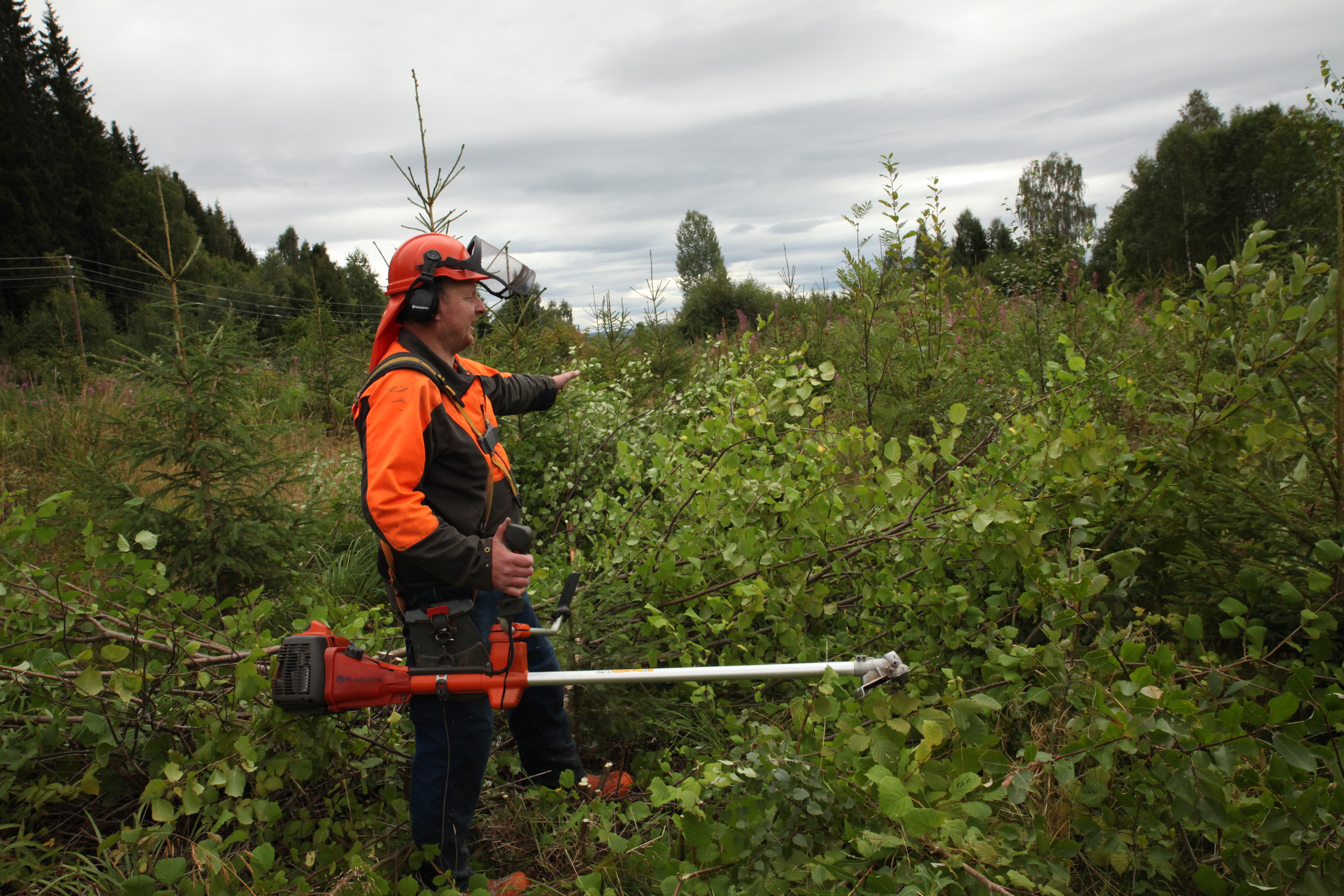 Ungskogpleie Foto: Berit Sanness. Bilde som viser mekanisert rydding av ungskog, skogsarbeider, ryddesag