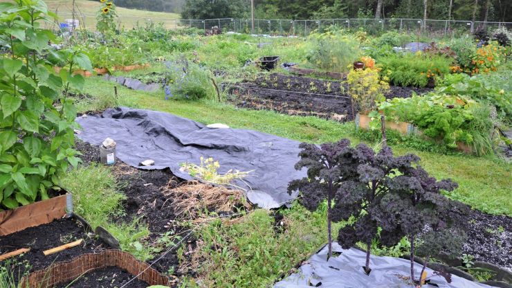 Planter og dyrking i ein parsellhage