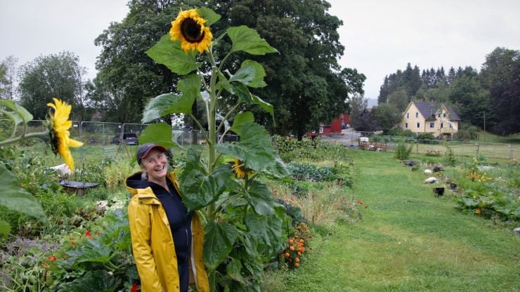 Solveig Lilletvedt med en stor solsikke på gården sin