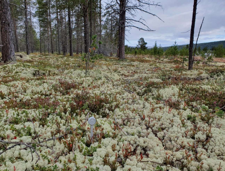 Foto: Runa Skyrud. Skog