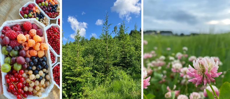 Bær, skog og kløvereng
