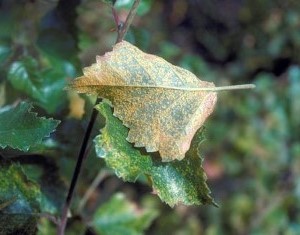 Blad med bjørkerust.