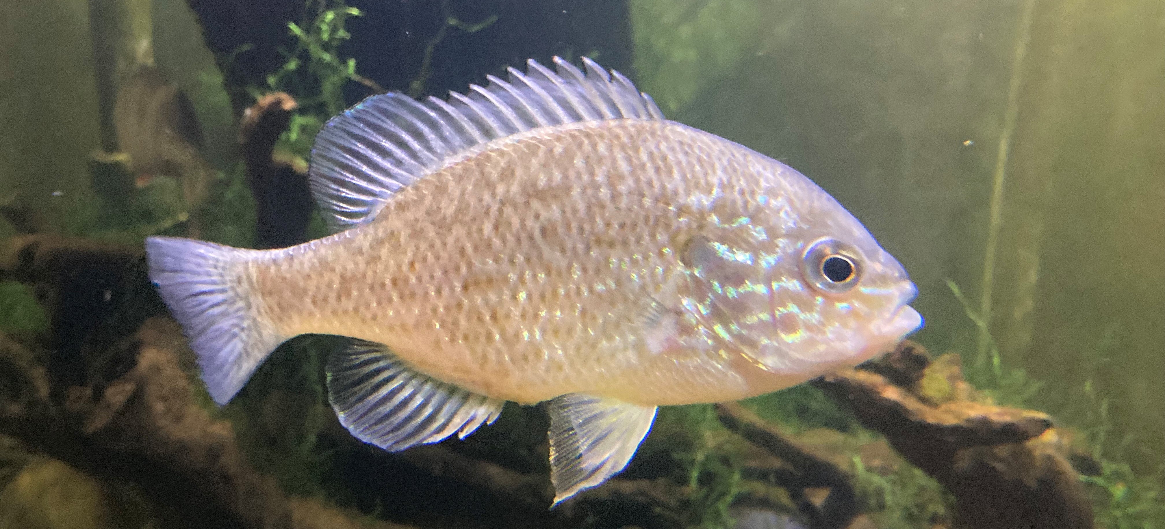 Rødgjellet solabbor