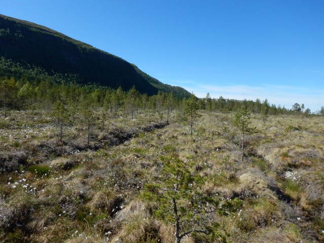 Grøfter i Aspåsmyra har ført til drenering. Foto: Fylkesmannen