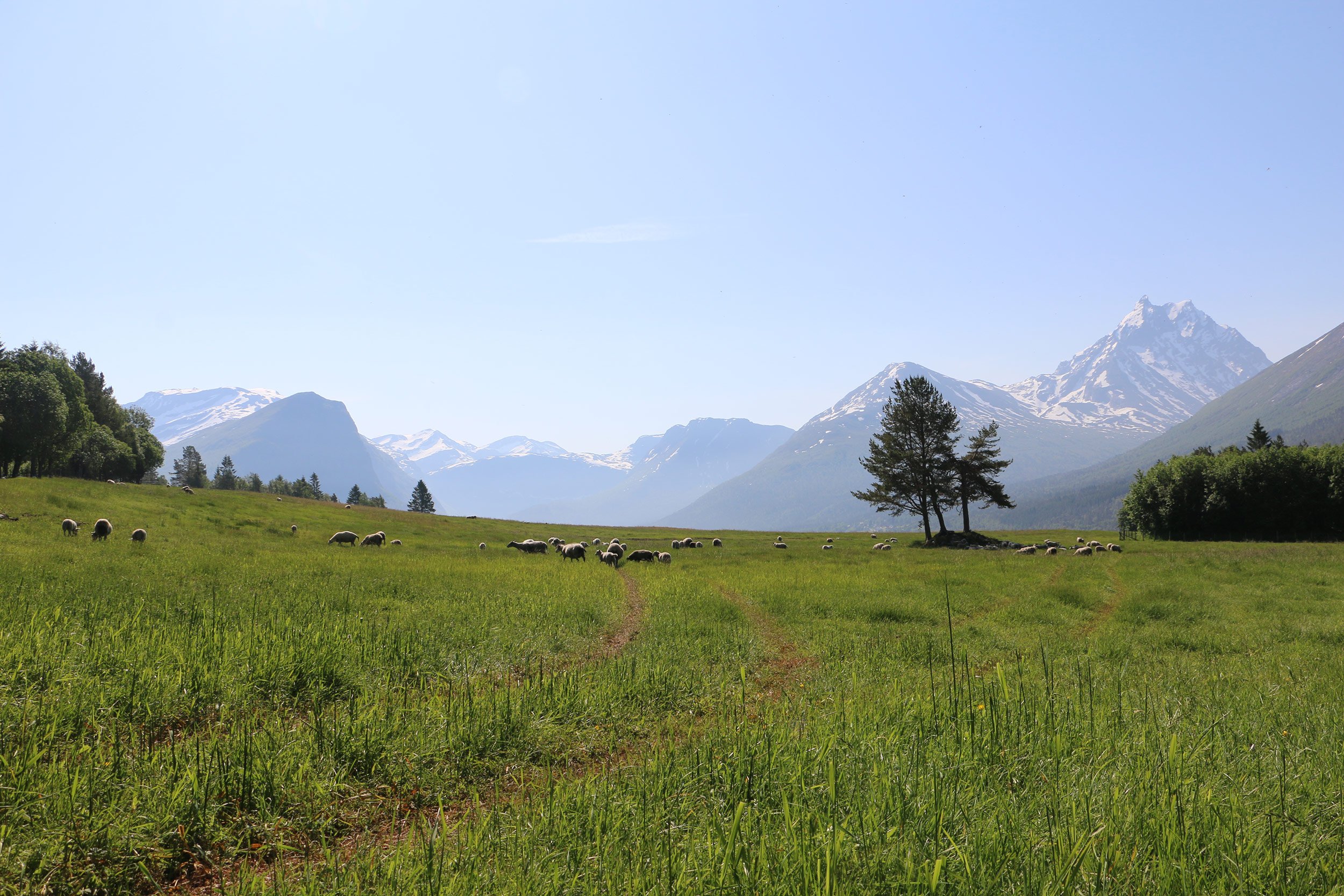 Sauer beiter på ei grøn mark. Snøkledde fjell i bakgrunnen.