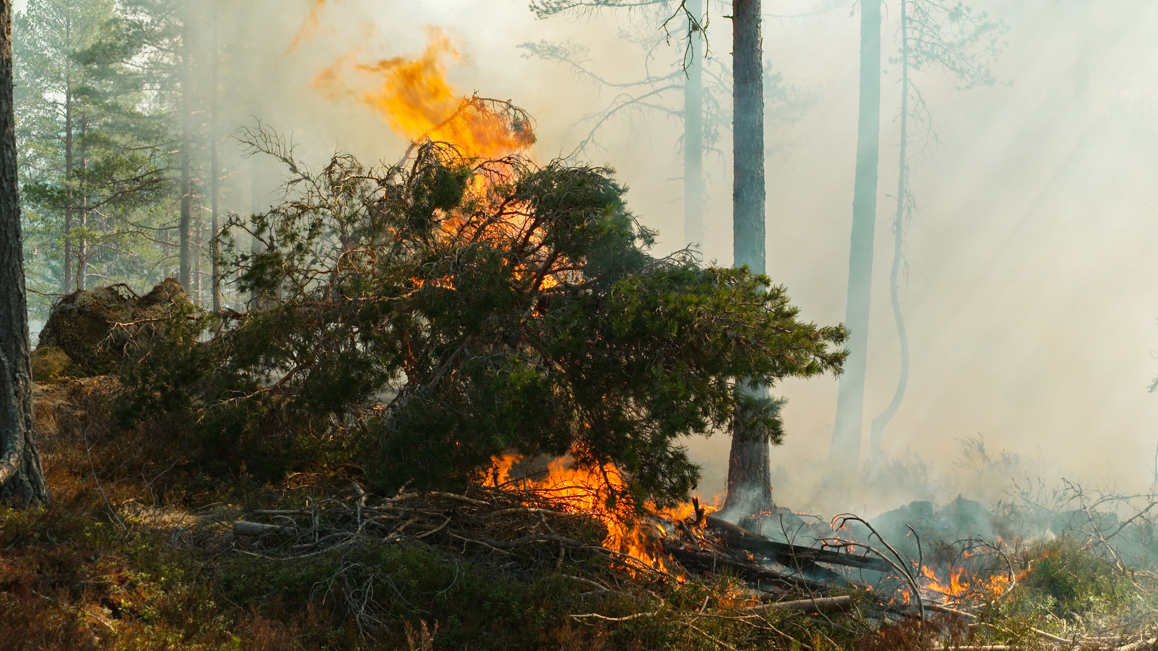 Bilde av brann i skog