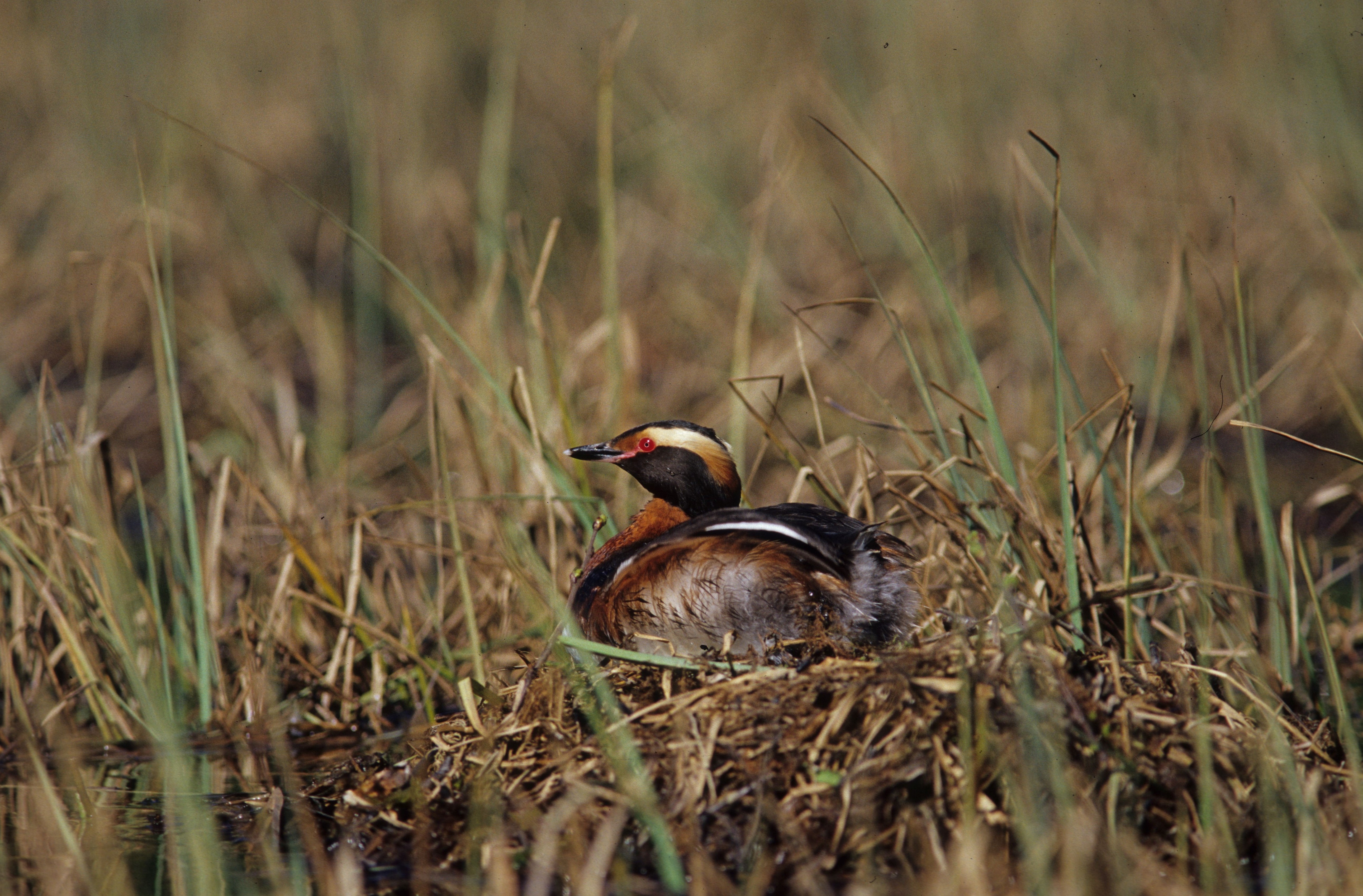 Horndykker. Foto: Kjell Eivind Madsen