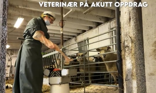 Veterinær i sauefjøs.