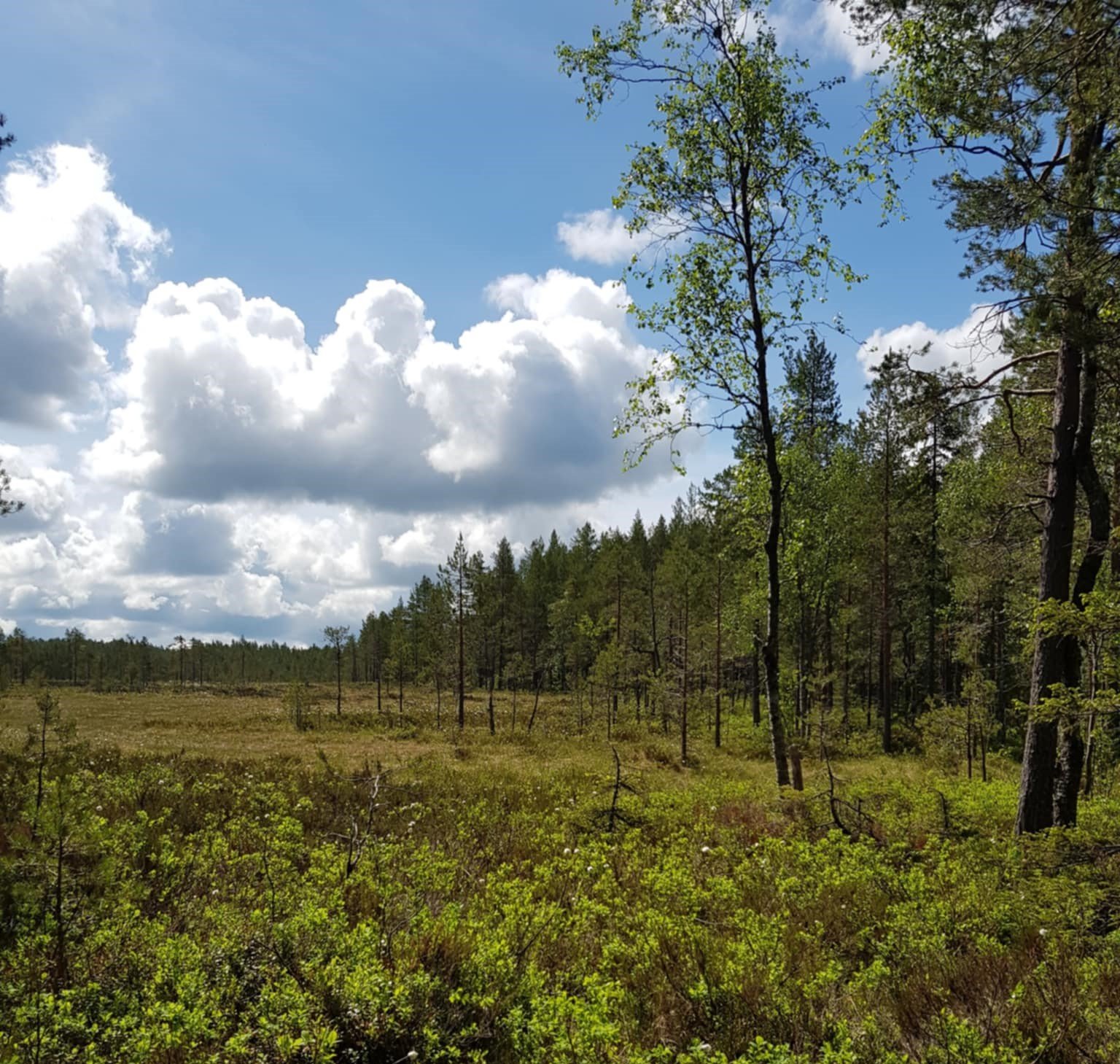Årets kartlegging vil omfatte en del variert natur, inkludert områder med skog i mosaikk med myr. Foto: Linnea Karoline Vereide. Skog, myr og blå himmel