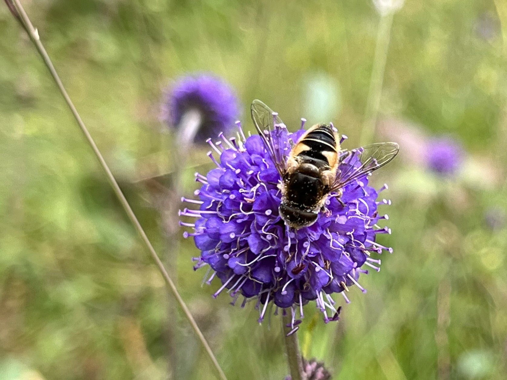 Blomsterflue på blåknapp. Foto: Marie V. Henriksen