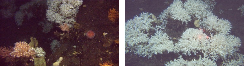 T.v.: Lophelia, korallskog, svampar og kråkebolle på Kjerringrevet i Julsundet. T.h.: Lophelia på Kjerringrevet. Foto: Havforskningsinstituttet ©.
