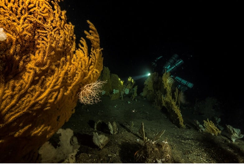 Frå 80 meters djupne på Kjerringrevet. Dykkar blant sjøbuskar og svamp. Foto Christian Howe ©.
