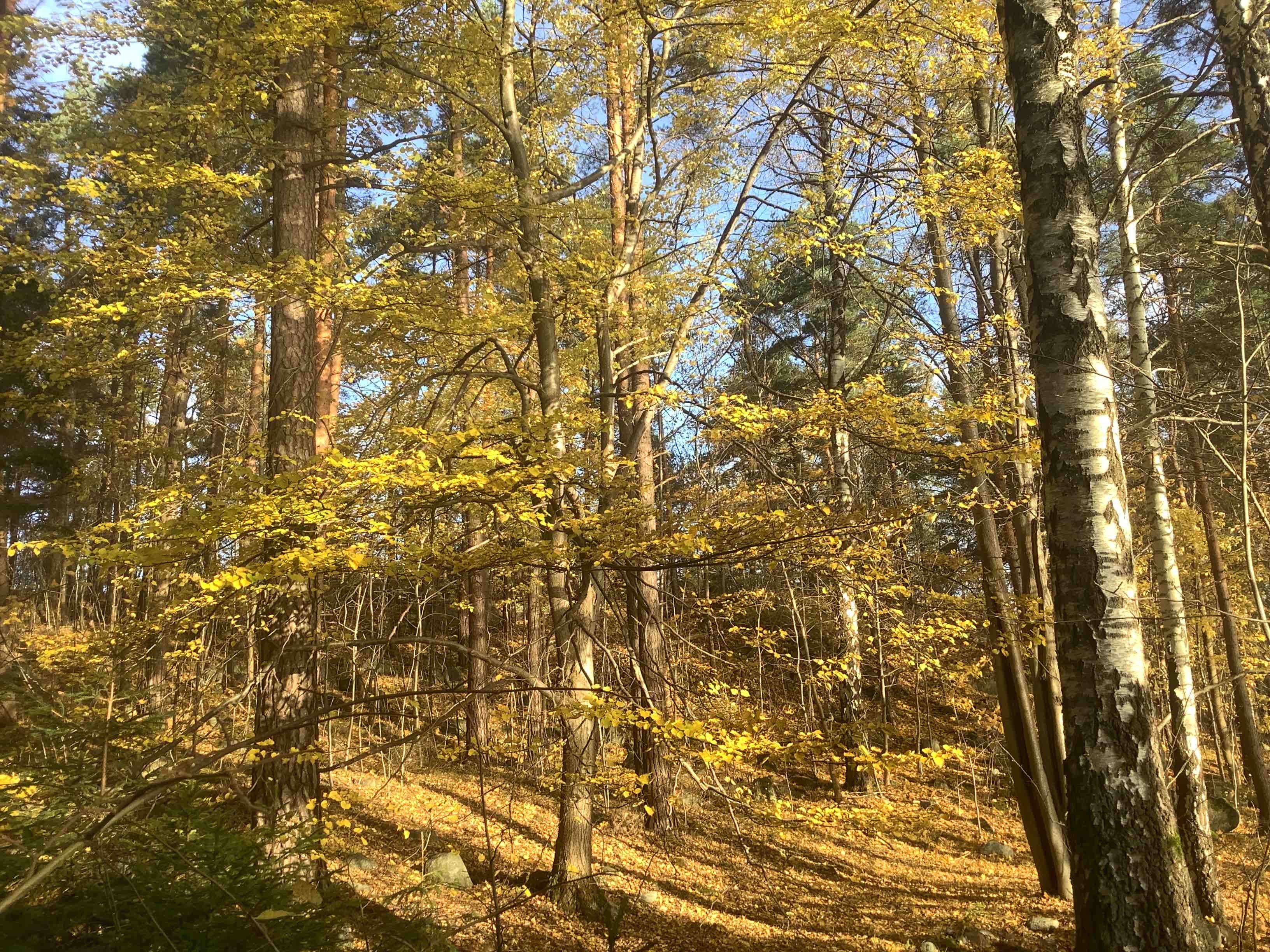 Skogen i Langåra verneforslag har store naturkvaliteter med innslag av kalkfuruskog, kalkedellauvskog og rødlistede arter. Foto: Biofokus