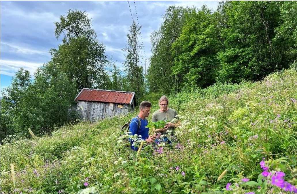Slåttemarka på Kaldslettstien.