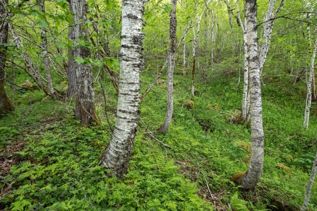 Bjørkeskog-edellauvskog ved Geitåa i Bøverdalen. Foto: Øivind Leren.