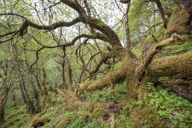 Lågurt-edellauvskog i Kanestraum. Foto: Øivind Leren.