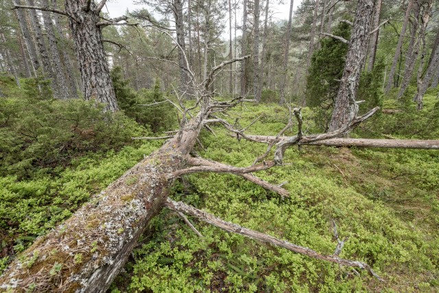 Kystfuruskog ved Ørnakken naturreservat. Foto: Øivind Leren. 