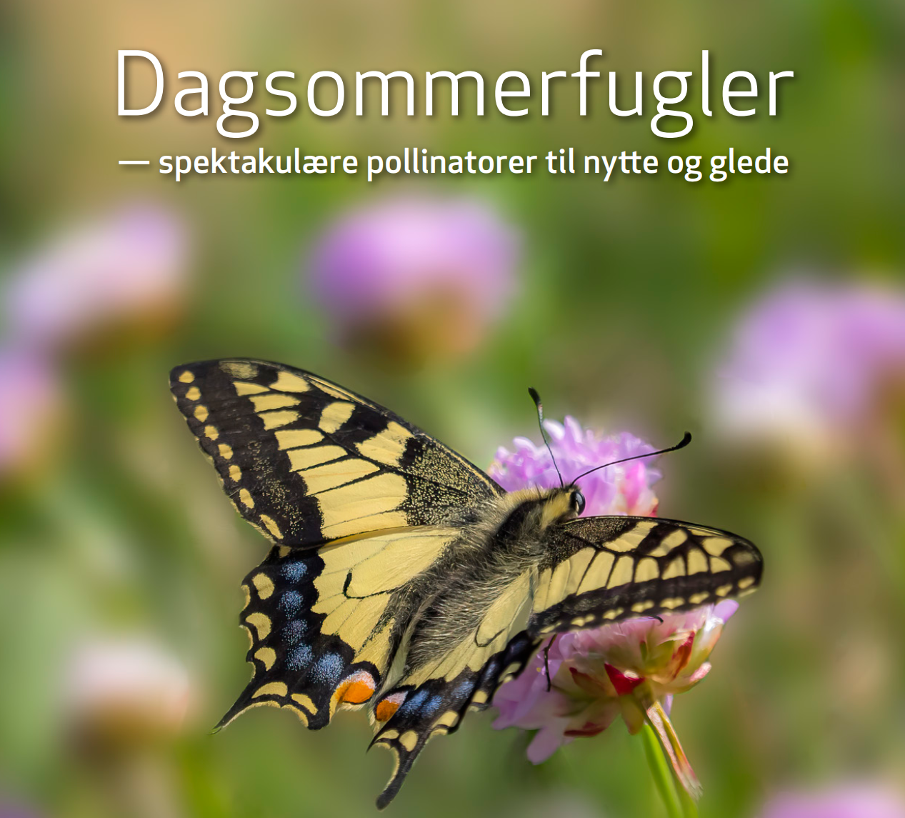 Foto: Ove Bergersen.