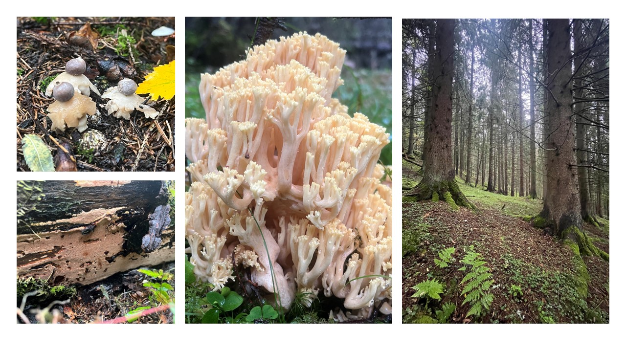 Verneforslaget ved Bjøraltskogen består av høyproduktiv og kalkrik granskog i lavlandet, dominert av eldre skog, med innslag av svært gamle og grove trær. Det er påvist en rekke kalkkrevende og rødlistede arter. På bildene ser du styltejordstjerne, sjokoladekjuke (VU) og sitronkorallsopp.