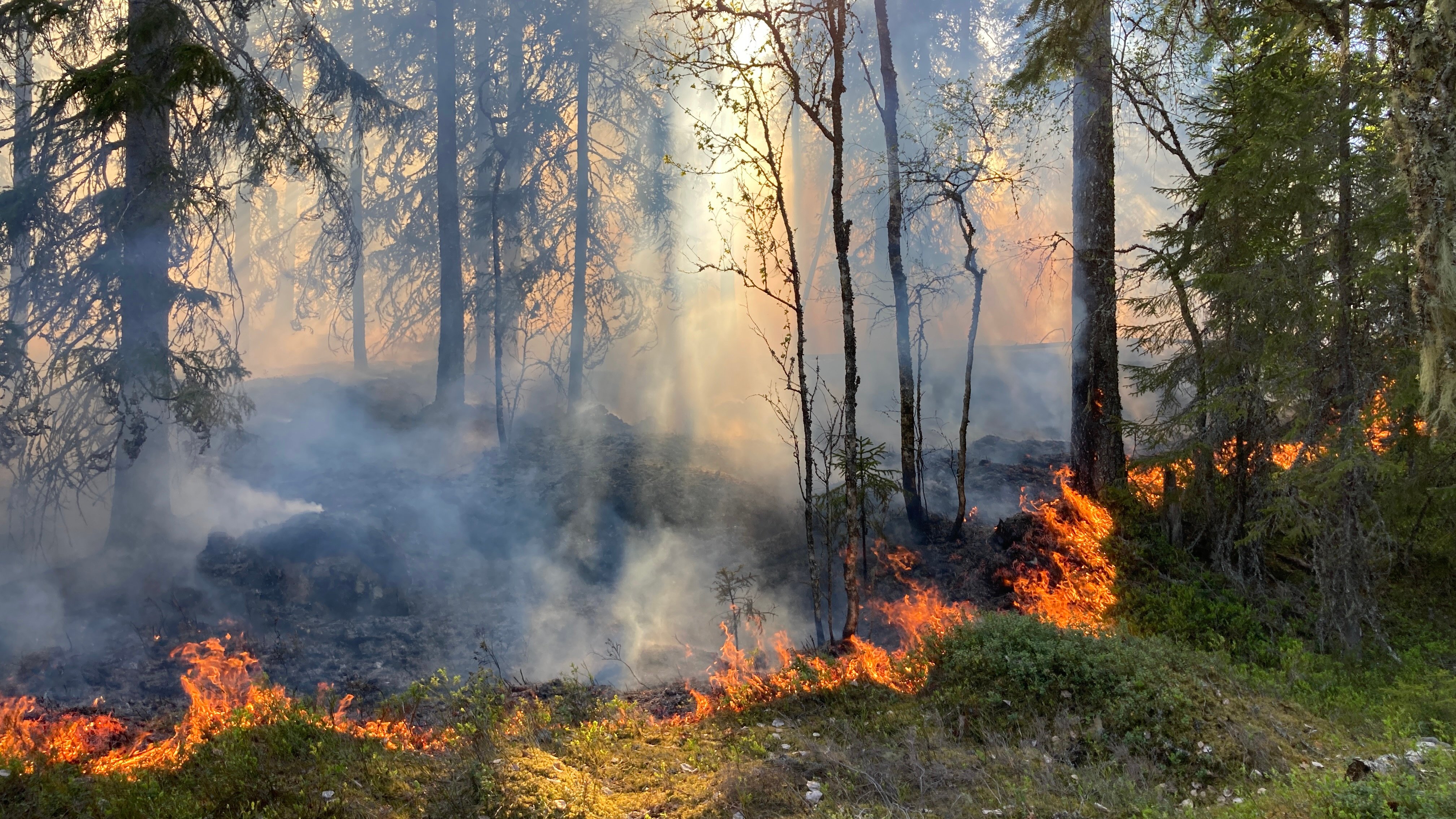Flammefronten danner en linje. Det er bunnvegetasjonen i skogen som bærer flammene gjennom området. Flammene slikker seg litt oppover stammene og skader kambiet, og varmen over flammen skader barnålene. Foto: Statsforvalteren.