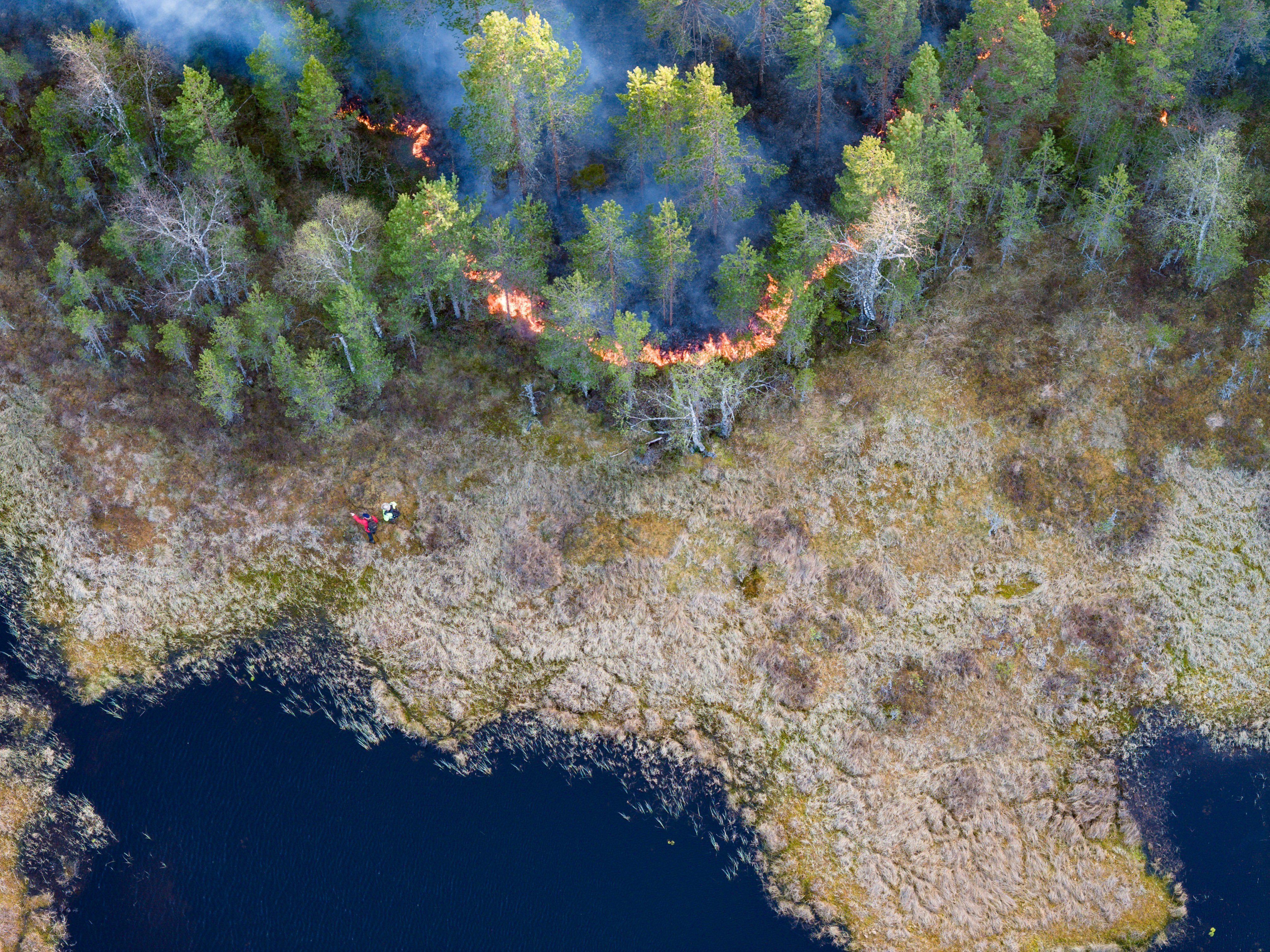 Det avbrente området er svart, og bunnvegetasjonen er konsumert av brenningen. Flammene rygger mot vindretningen, tar tak i tørt materiale på lesiden og går sakte mot grensene for brenningsobjektet. Her vil flammene stoppe i myrkanten. Foto: Kim Abel.