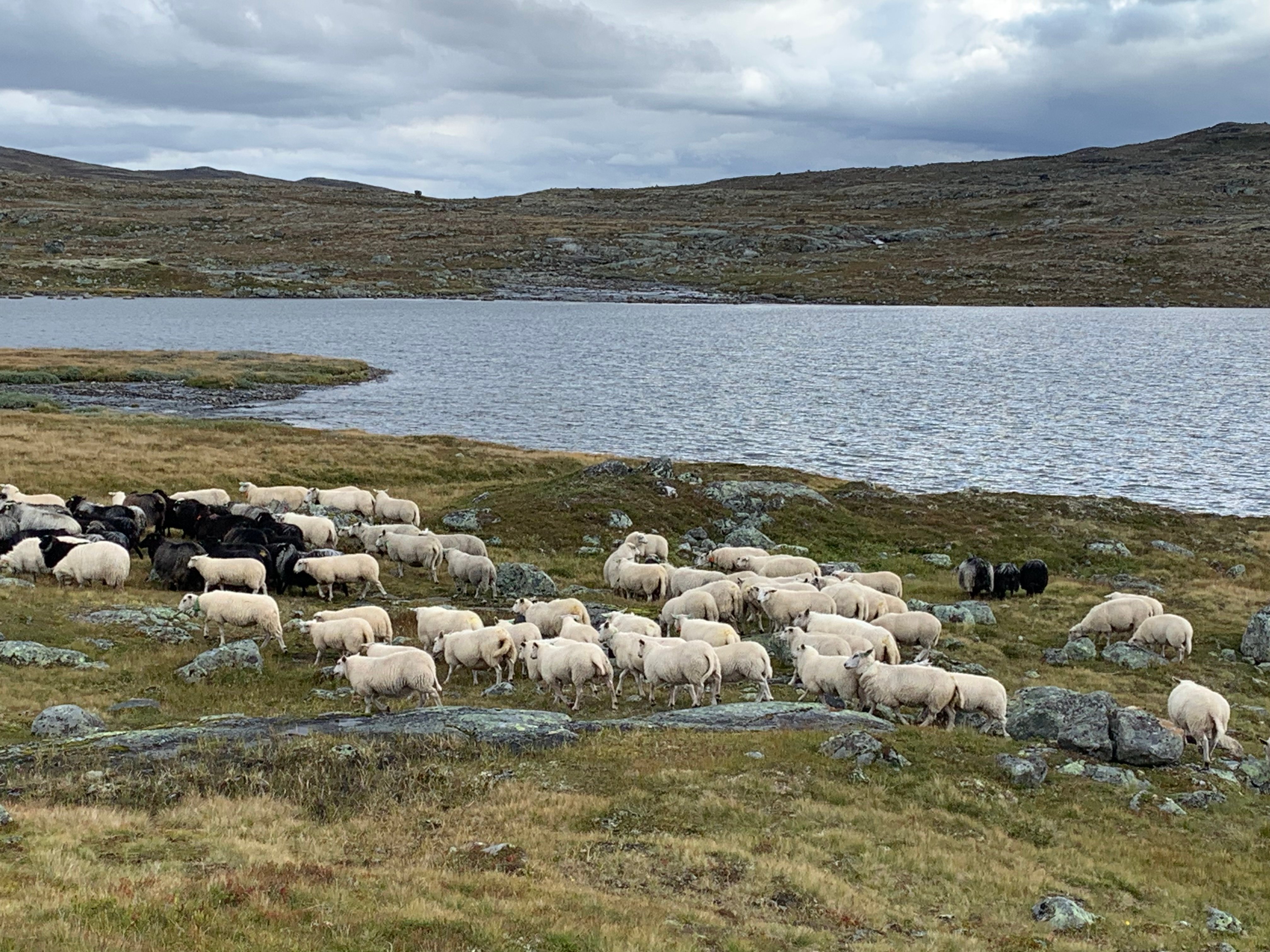 Sauesanking på Haukeli. Foto: Hanne Elin Herrebrøden