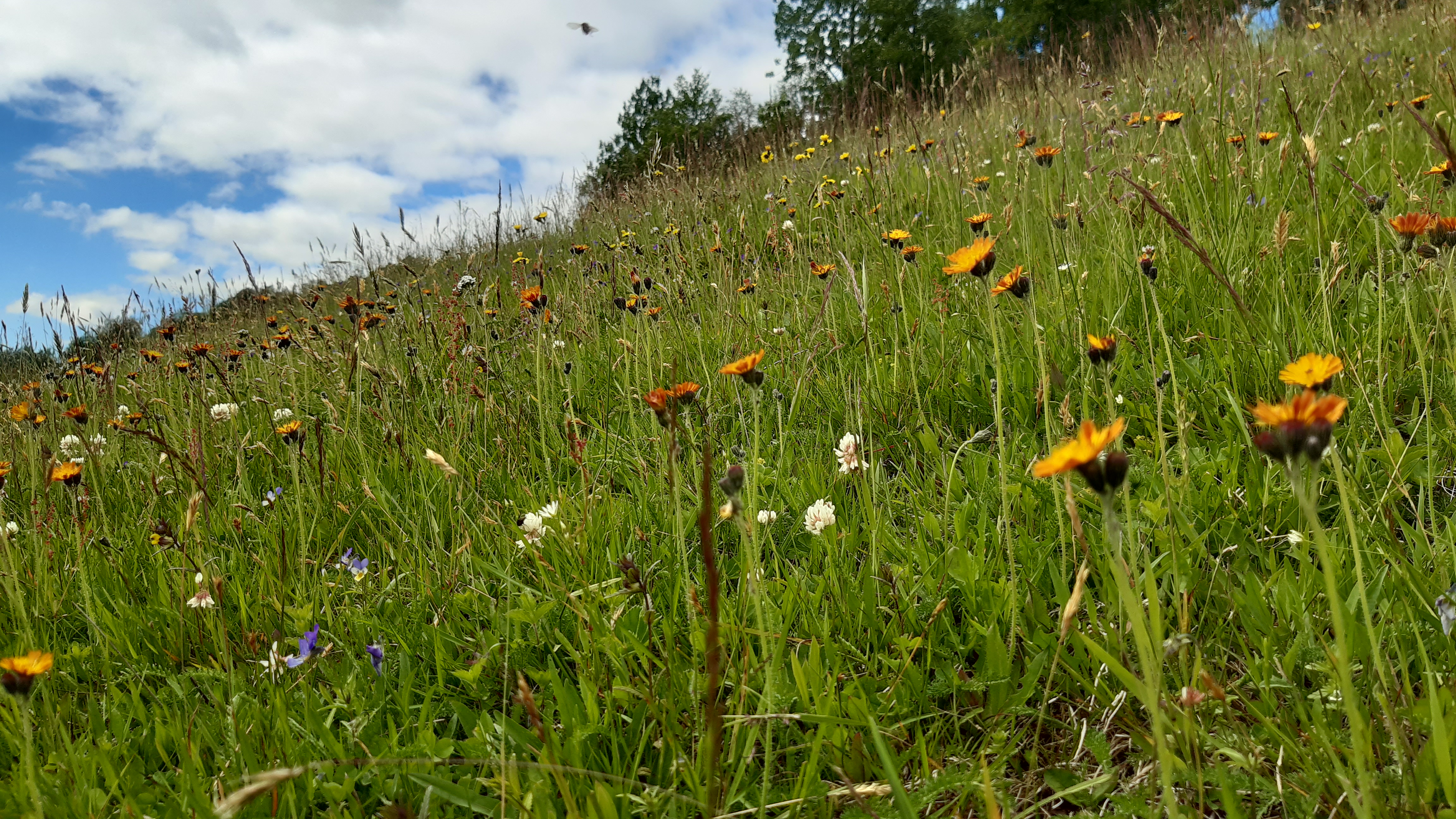 I slåtteenga på Søre Åker på Geilo blomstrer blyttsveve Pilosella blyttiana (NT) sammen med en rekke andre arter. Foto: Ellen Svalheim