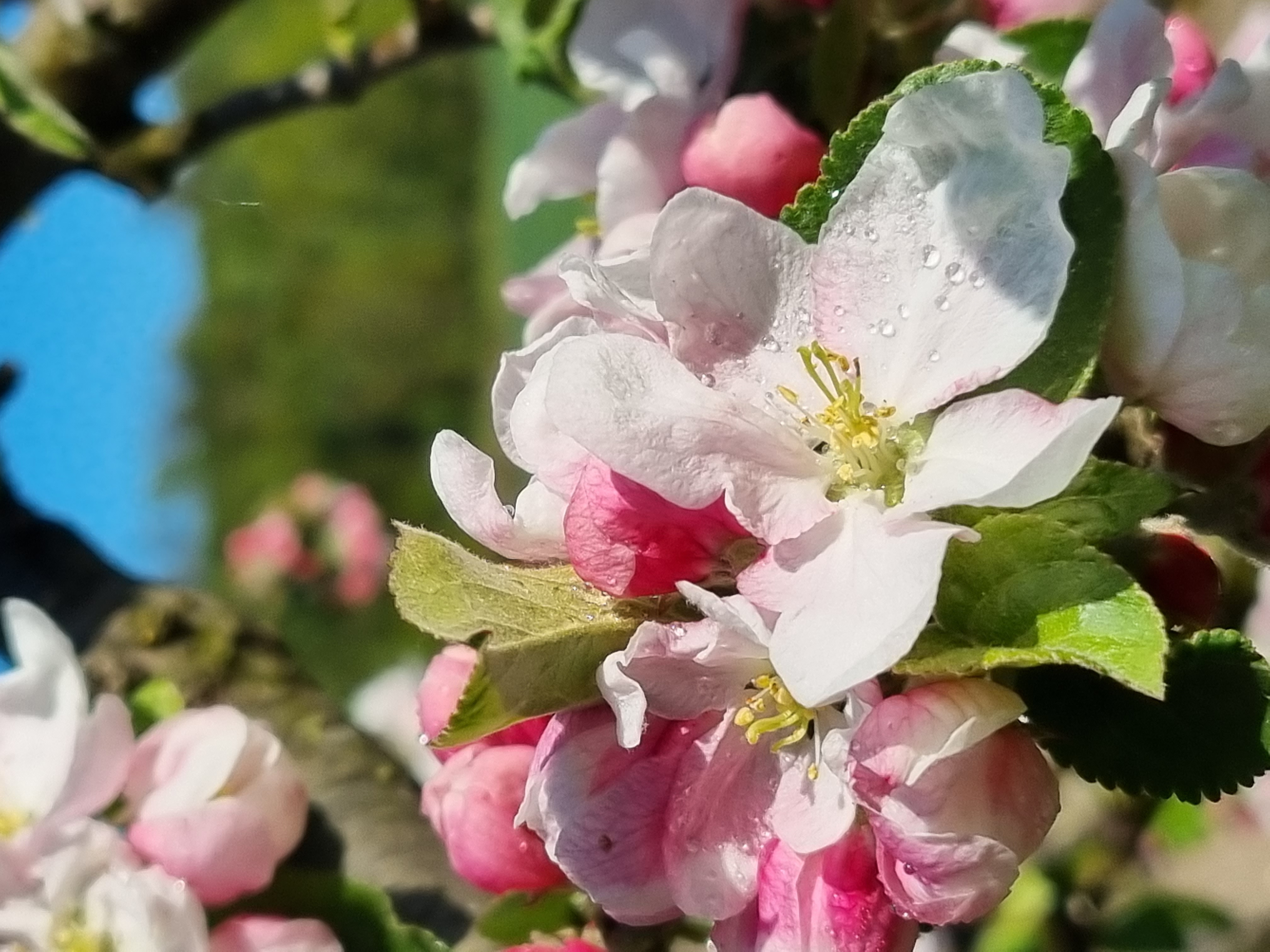 Foto: Miriam Himberg. Epleblomster